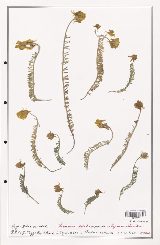 Linaria tristis  (Orobanchaceae)