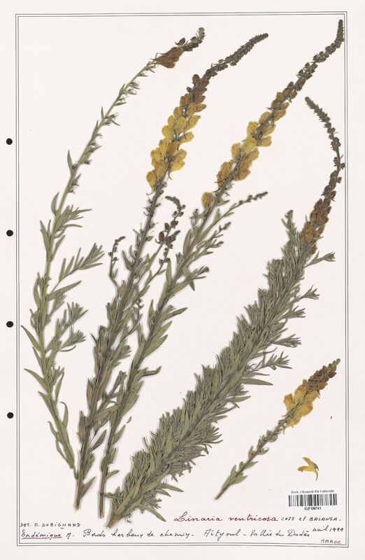 Linaria ventricosa  (Orobanchaceae)