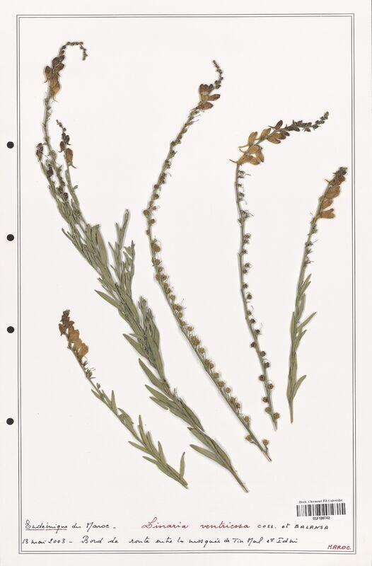 Linaria ventricosa  (Orobanchaceae)