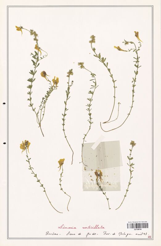 Linaria verticillata  (Orobanchaceae)