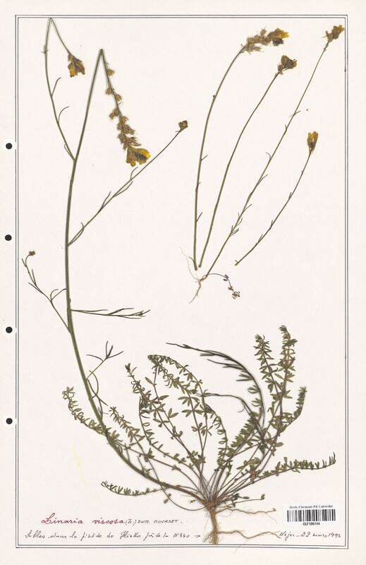 Linaria viscosa  (Orobanchaceae)