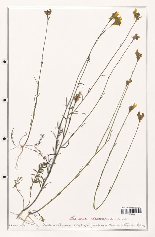 Linaria viscosa  (Orobanchaceae)