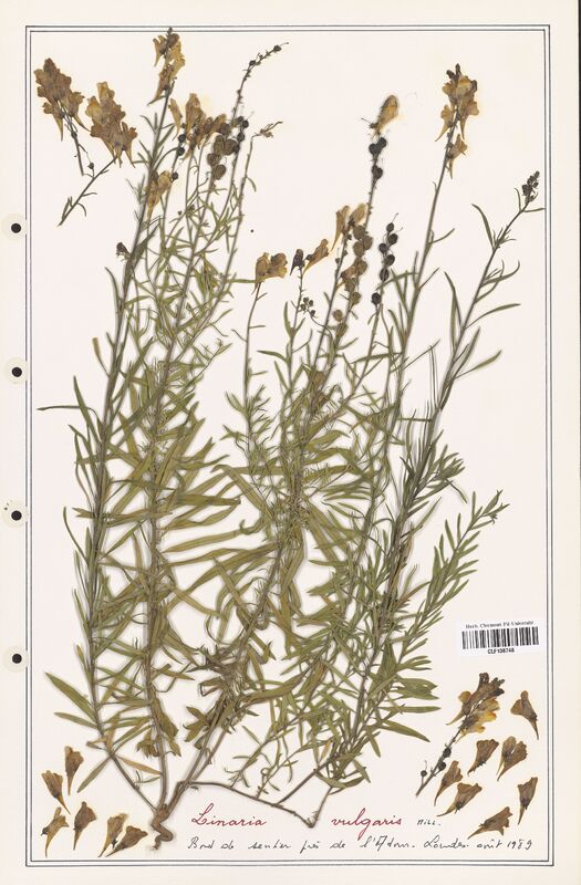 Linaria vulgaris  (Orobanchaceae)