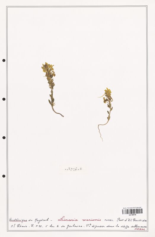 Linaria warionis  (Orobanchaceae)