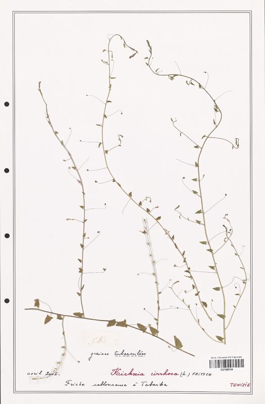Kichxia cirrhosa  (Plantaginaceae)