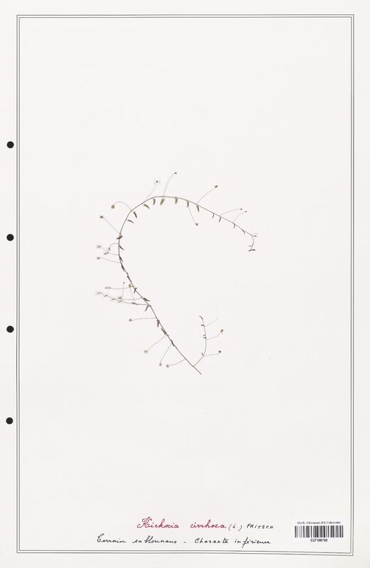 Kichxia cirrhosa  (Plantaginaceae)