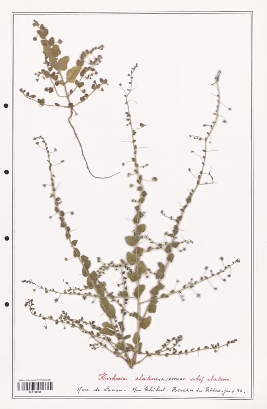 Kichxia elatine  (Plantaginaceae)