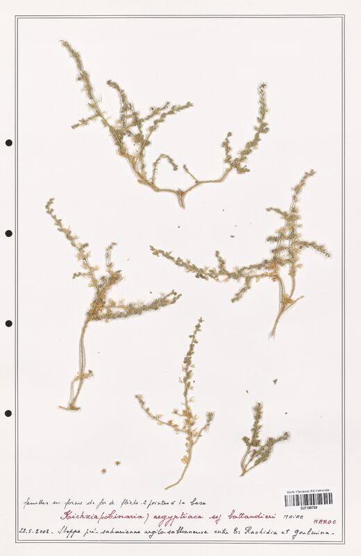 Kichxia aegyptiaca  (Plantaginaceae)