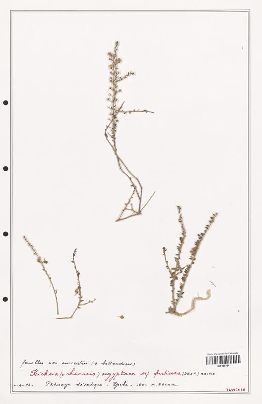 Kichxia aegyptiaca  (Plantaginaceae)