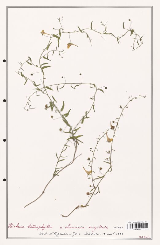 Kichxia heterophylla  (Plantaginaceae)