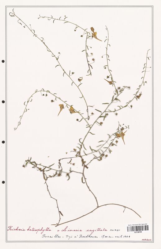 Kichxia heterophylla  (Plantaginaceae)