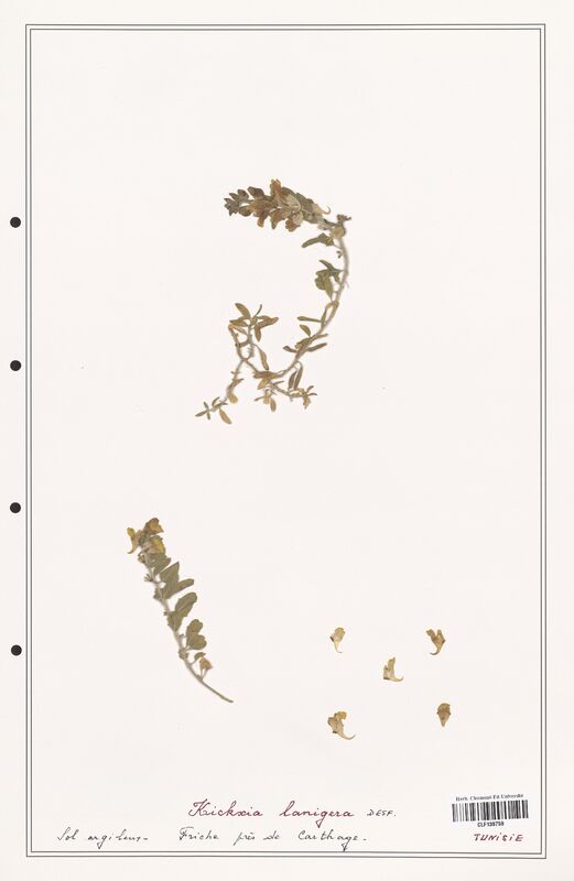 Kichxia lanigera  (Plantaginaceae)