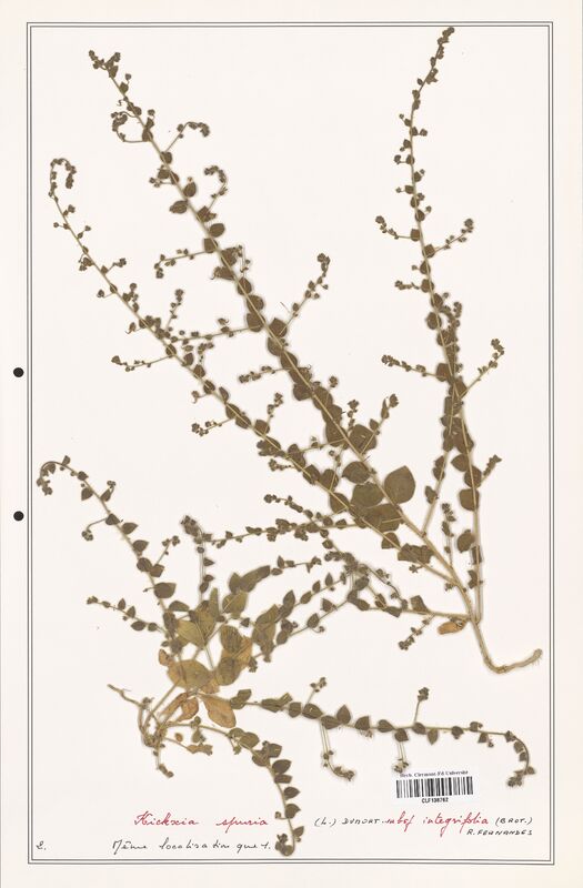 Kichxia spuria  (Plantaginaceae)