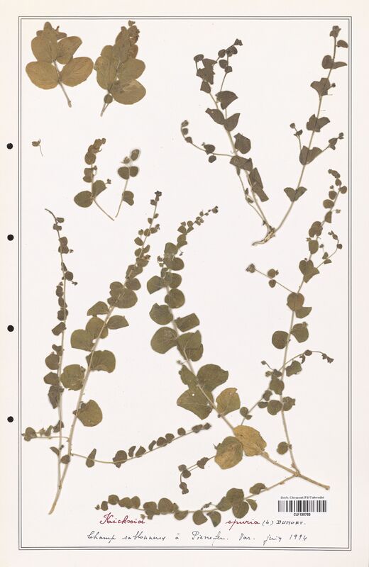 Kichxia spuria  (Plantaginaceae)