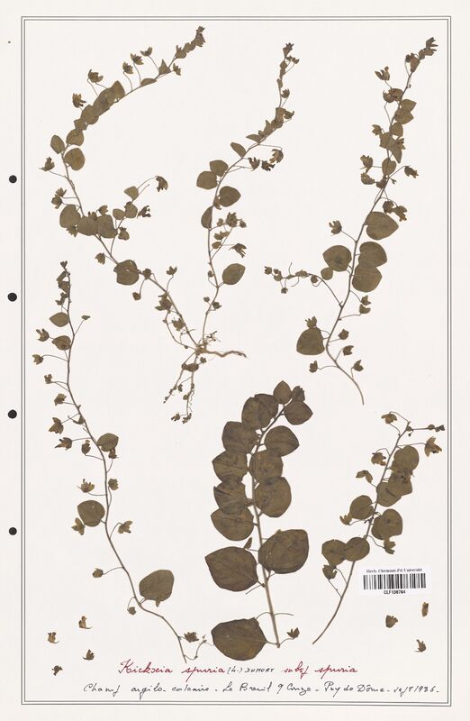 Kichxia spuria  (Plantaginaceae)