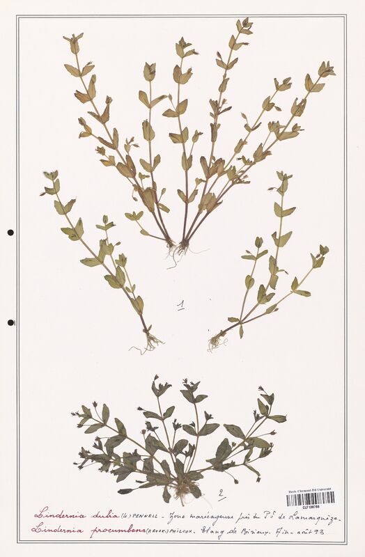 Lindernia dubia  (Linderniaceae)