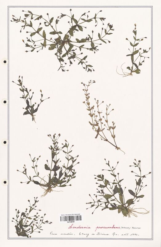 Lindernia procumbens  (Linderniaceae)