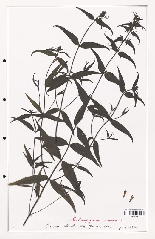 Melampyrum arvense  (Orobanchaceae)