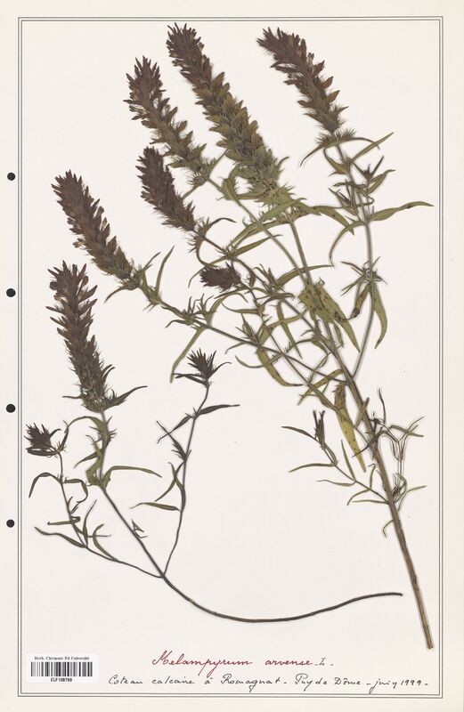 Melampyrum arvense  (Orobanchaceae)