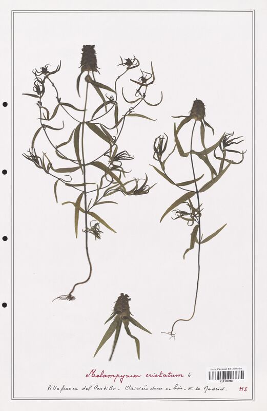 Melampyrum cristatum  (Orobanchaceae)