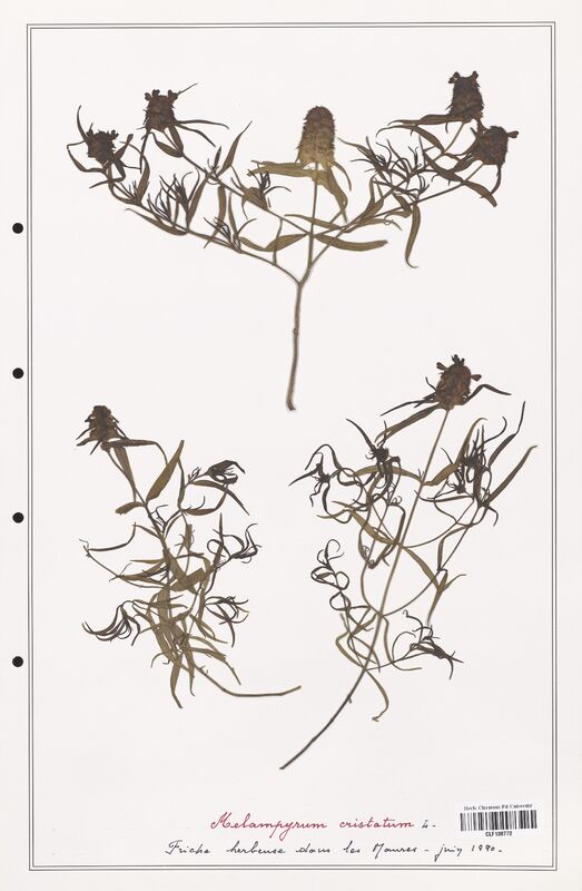 Melampyrum cristatum  (Orobanchaceae)