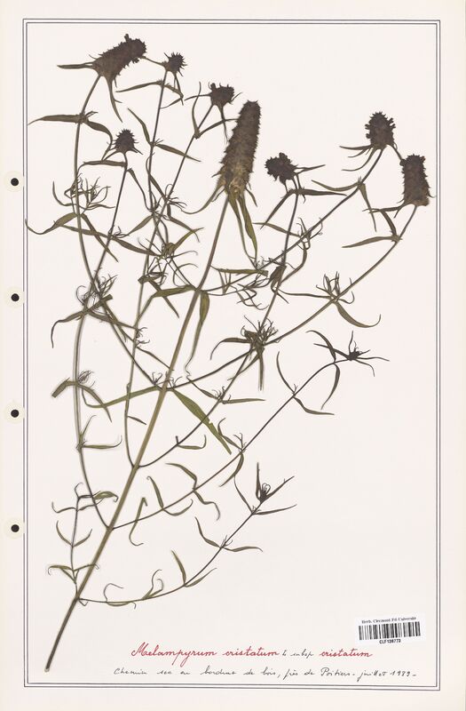 Melampyrum cristatum  (Orobanchaceae)