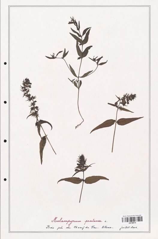 Melampyrum pratense  (Orobanchaceae)