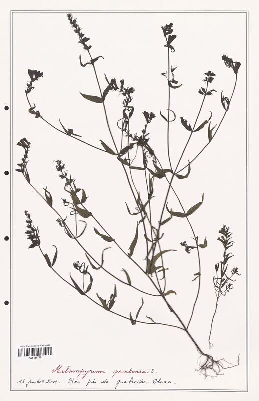 Melampyrum pratense  (Orobanchaceae)