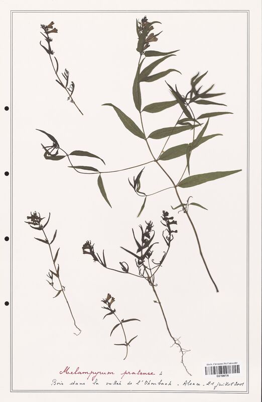 Melampyrum pratense  (Orobanchaceae)