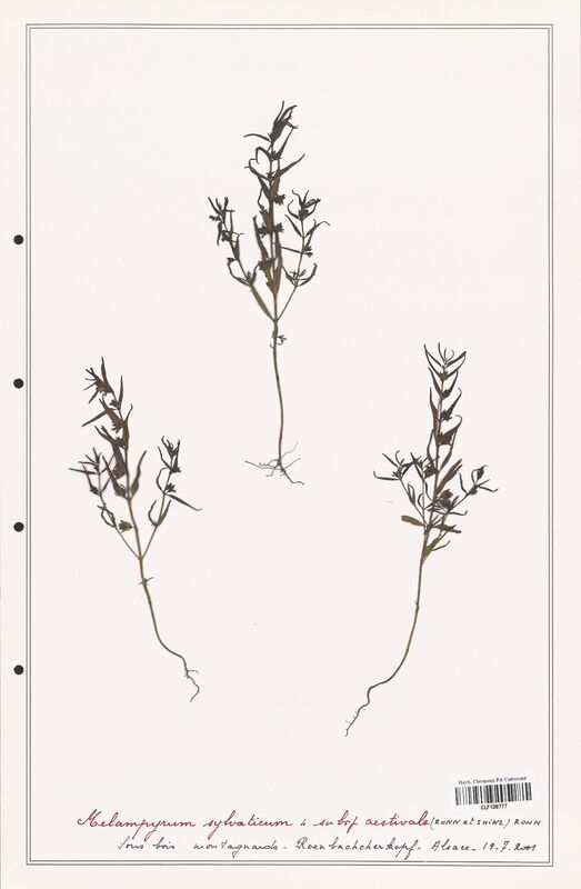 Melampyrum sylvaticum  (Orobanchaceae)