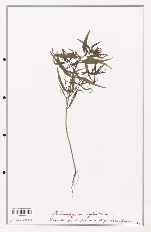 Melampyrum sylvaticum  (Orobanchaceae)