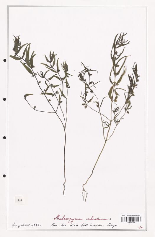 Melampyrum sylvaticum  (Orobanchaceae)