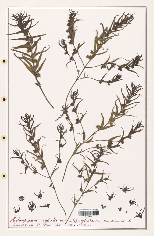 Melampyrum sylvaticum  (Orobanchaceae)