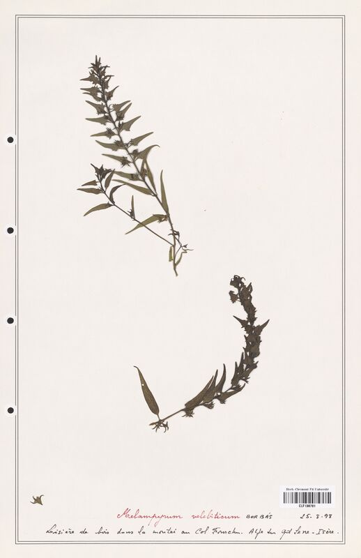 Melampyrum velebiticum  (Orobanchaceae)