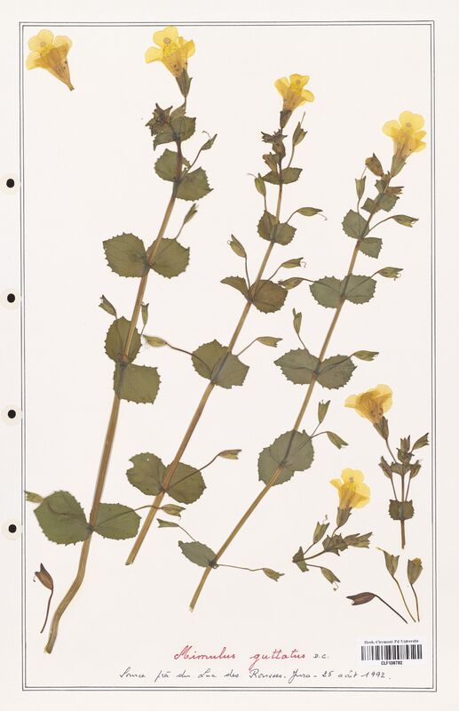 Mimulus guttatus  (Orobanchaceae)