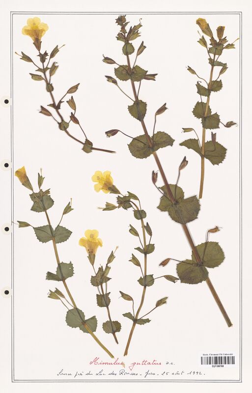 Mimulus guttatus  (Orobanchaceae)