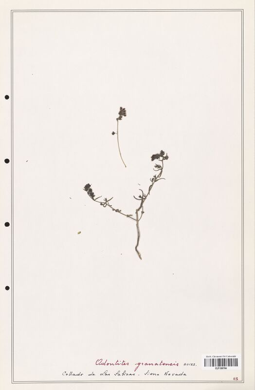 Odontites granatensis  (Orobanchaceae)