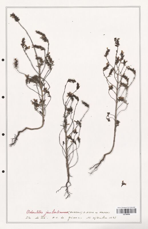 Odontites jaubertianus  (Orobanchaceae)