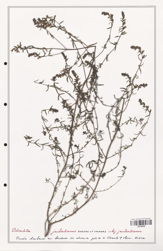 Odontites jaubertianus  (Orobanchaceae)