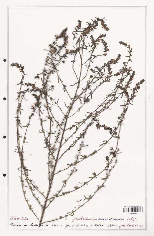 Odontites jaubertianus  (Orobanchaceae)