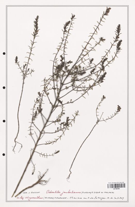 Odontites jaubertianus  (Orobanchaceae)