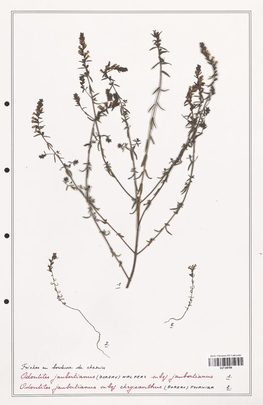 Odontites jaubertianus  (Orobanchaceae)