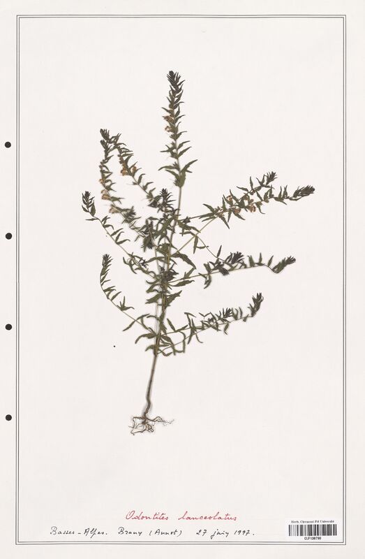 Odontites lanceolatus  (Orobanchaceae)