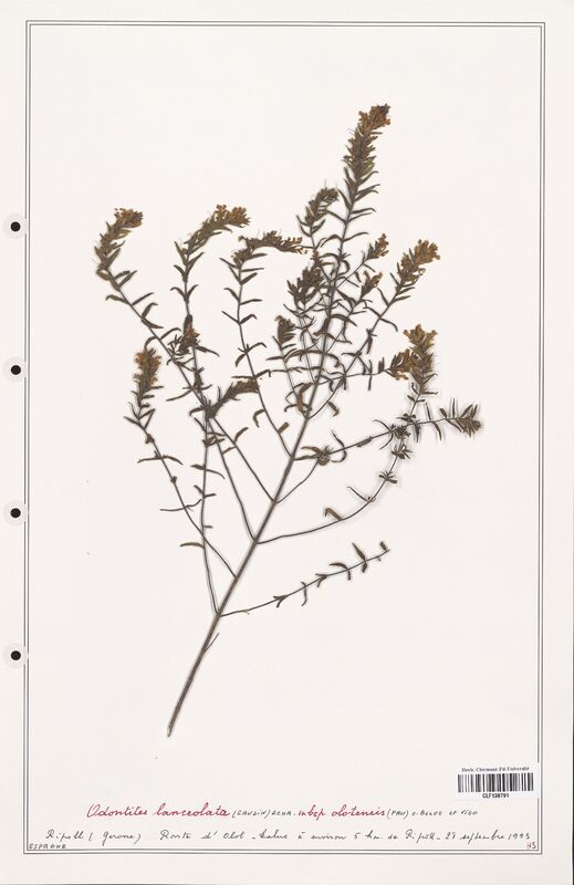 Odontites lanceolatus  (Orobanchaceae)