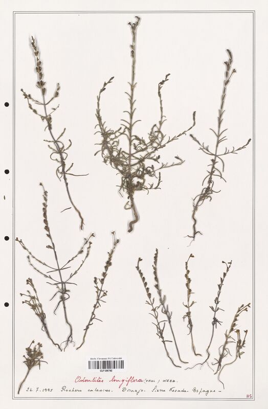 Odontites longiflora  (Orobanchaceae)