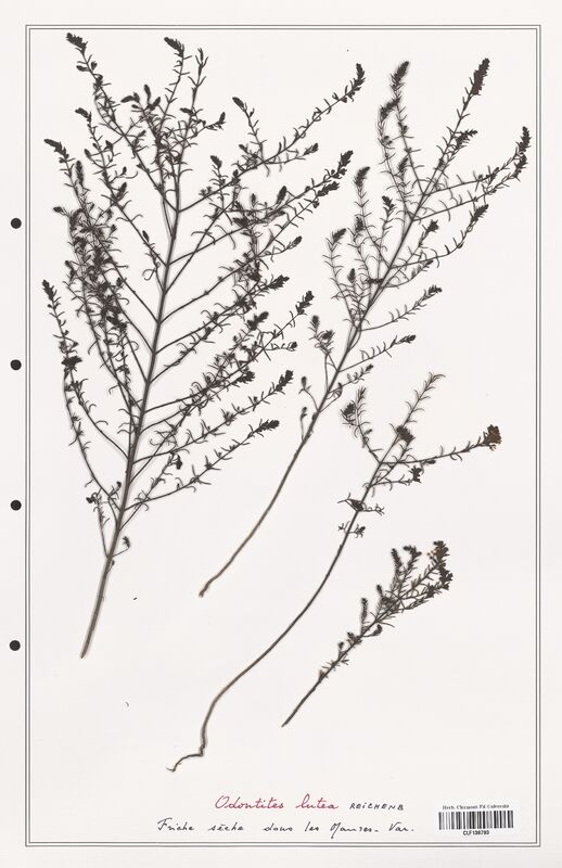 Odontites lutea  (Orobanchaceae)