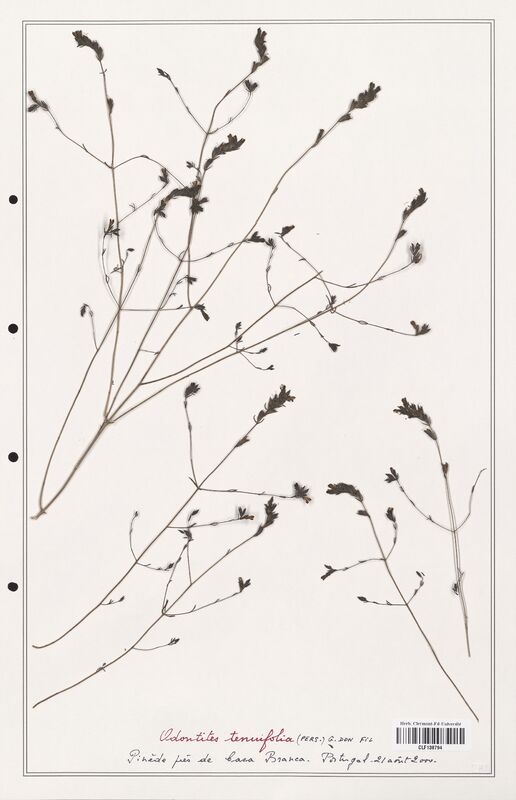 Odontites tenuifolia  (Orobanchaceae)