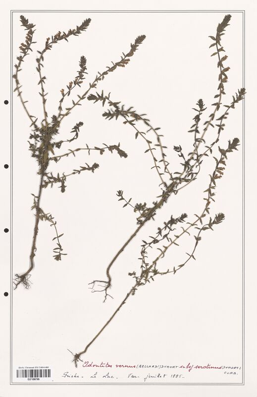 Odontites vernus  (Orobanchaceae)