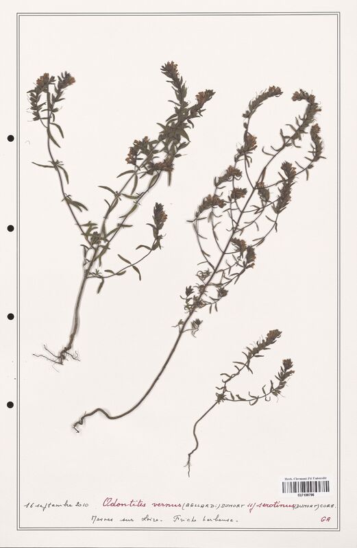 Odontites vernus  (Orobanchaceae)