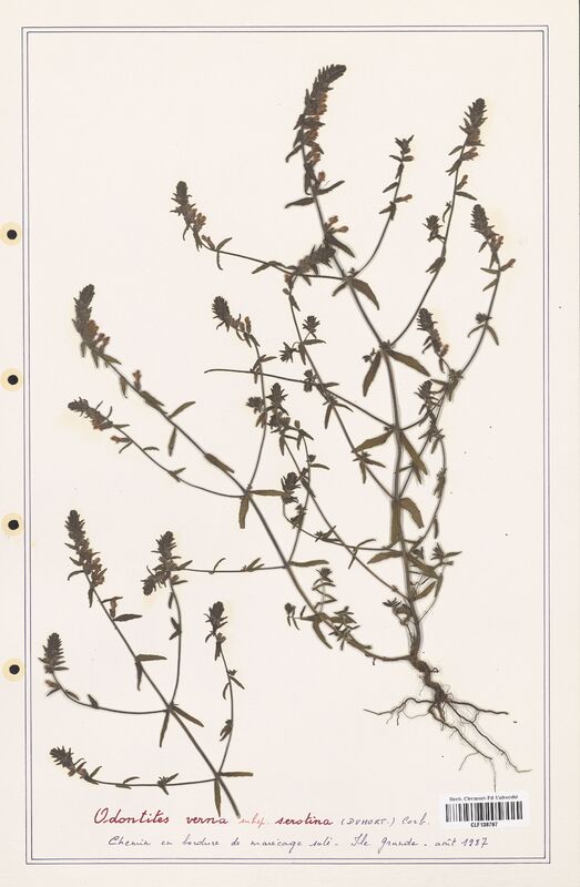 Odontites vernus  (Orobanchaceae)